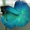 Betta Splendens ( bojovnica pestrá)